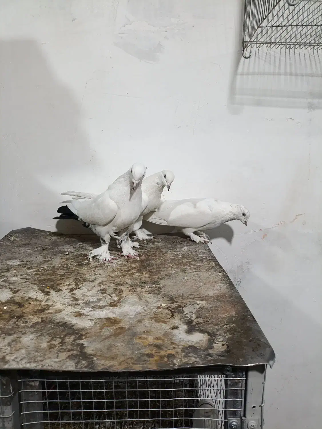 کبوتر سفید گلی|پرنده|شهرکرد, |دیوار