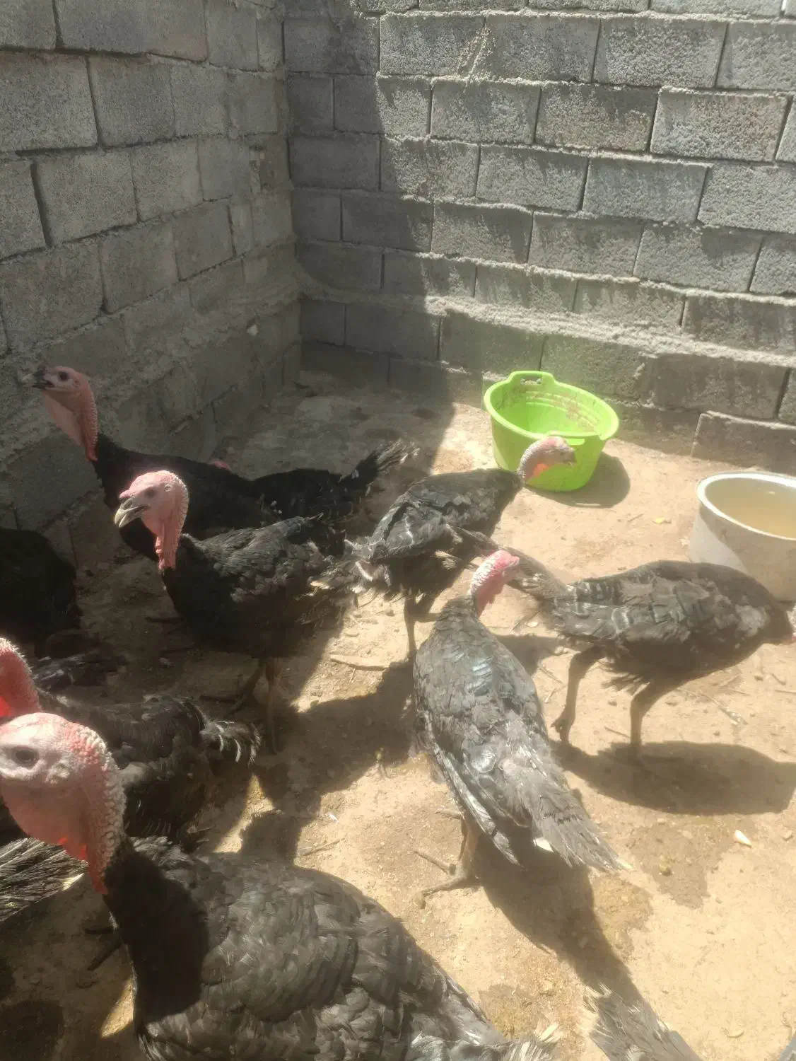 بوغلمون برنزه .جوان وسرحال|حیوانات مزرعه|رضویه, |دیوار