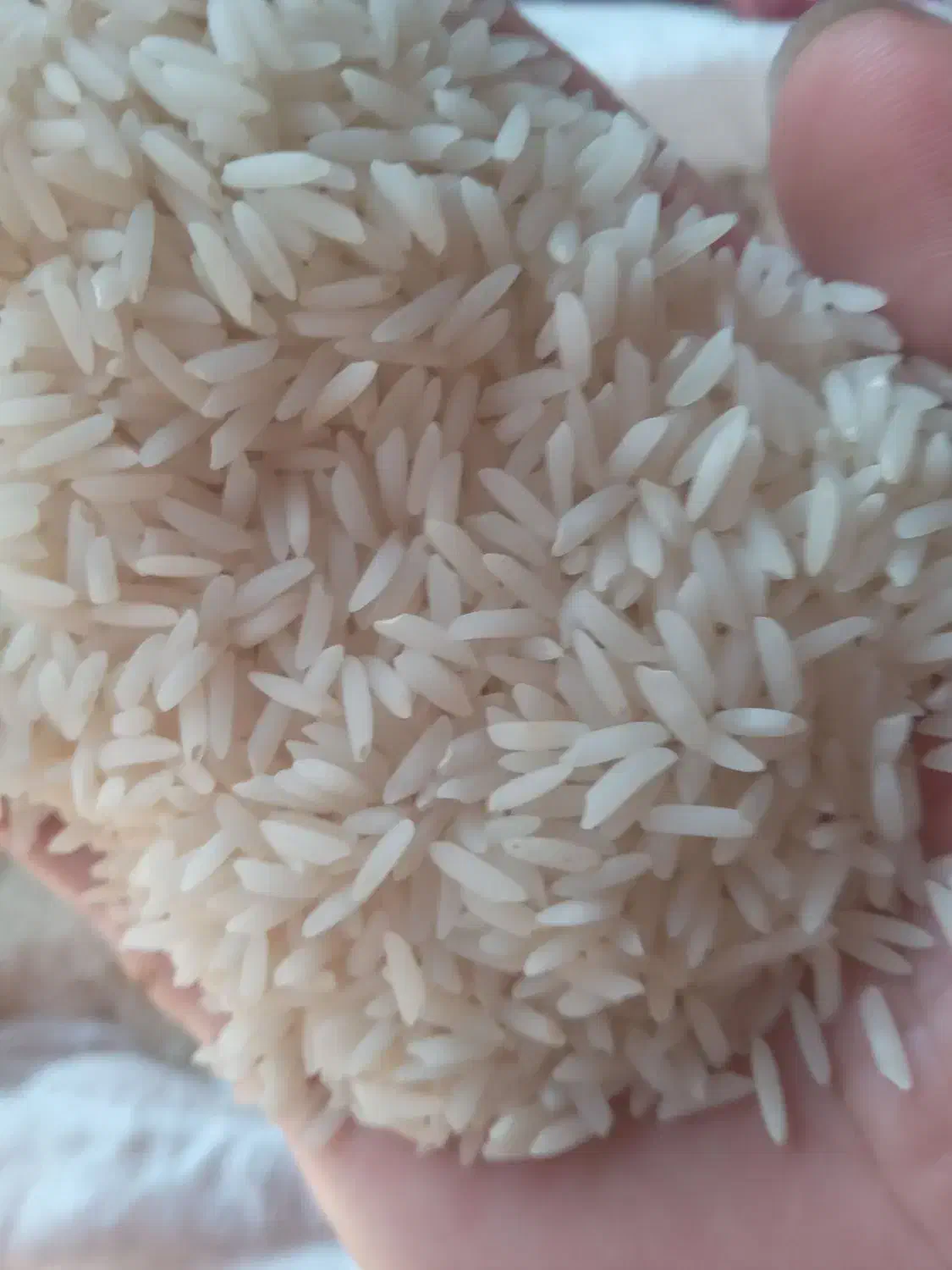 برنج طارم هاشمی درجه یک در حد بوجار|خوردنی و آشامیدنی|فریدون‌کنار, |دیوار