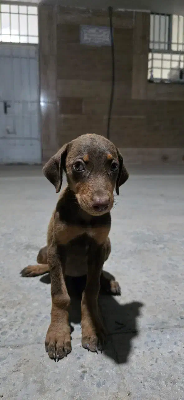 سگ دوبرمن ماده|سگ|اهواز, پادادشهر|دیوار