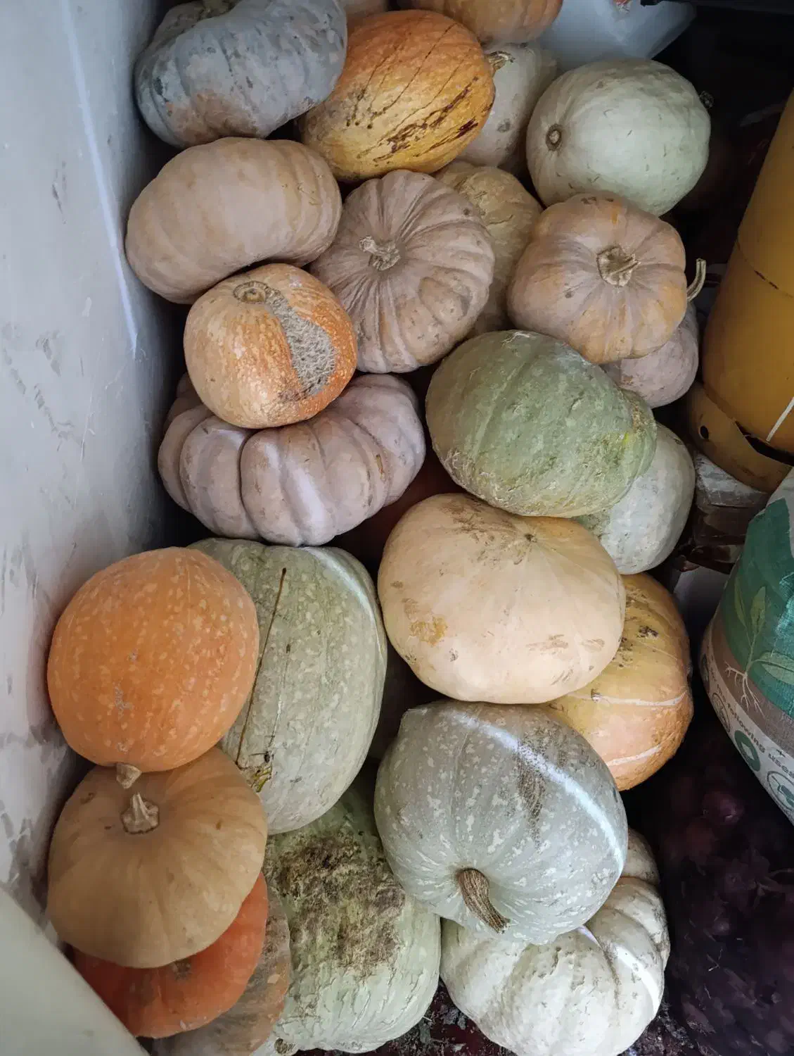 کدوحلوای|خوردنی و آشامیدنی|سهند, |دیوار