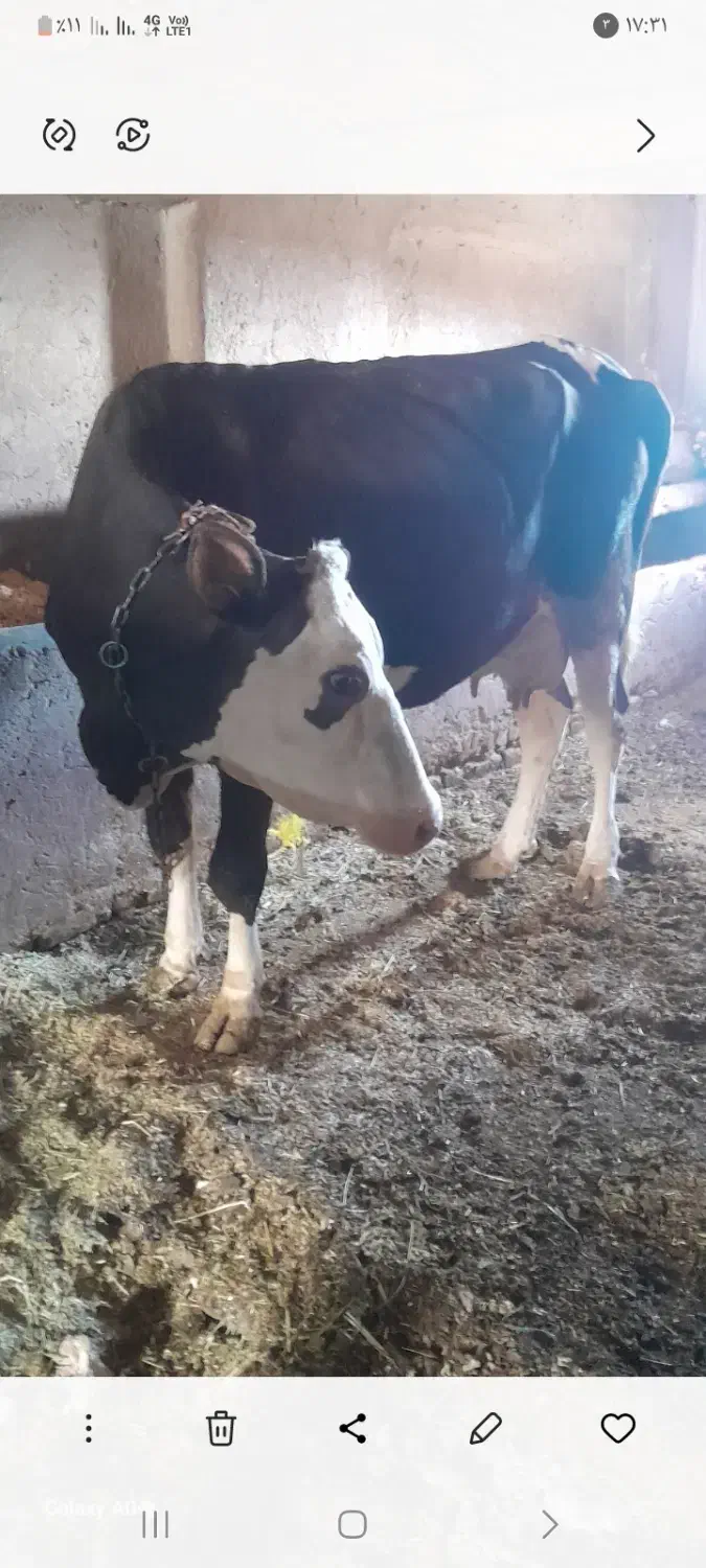 یک راس گاو شکم دوم باگو ساله نر سمینتال|حیوانات مزرعه|قیدار, |دیوار