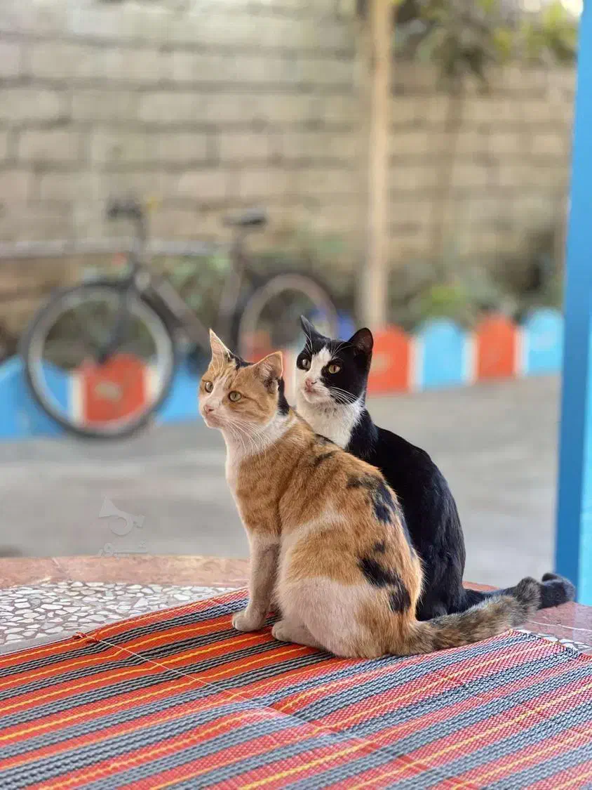 واگذاری رایگان گربه|گربه|خرمآباد (تنکابن), |دیوار