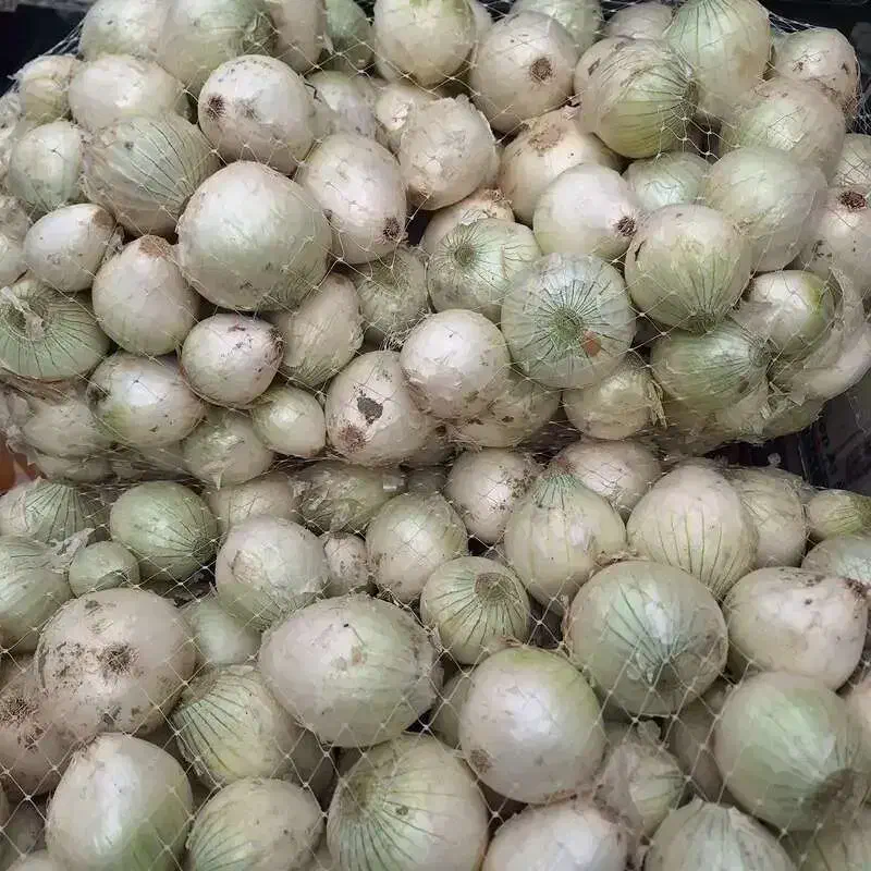 پیاز سفید|عمده‌فروشی|داران, |دیوار