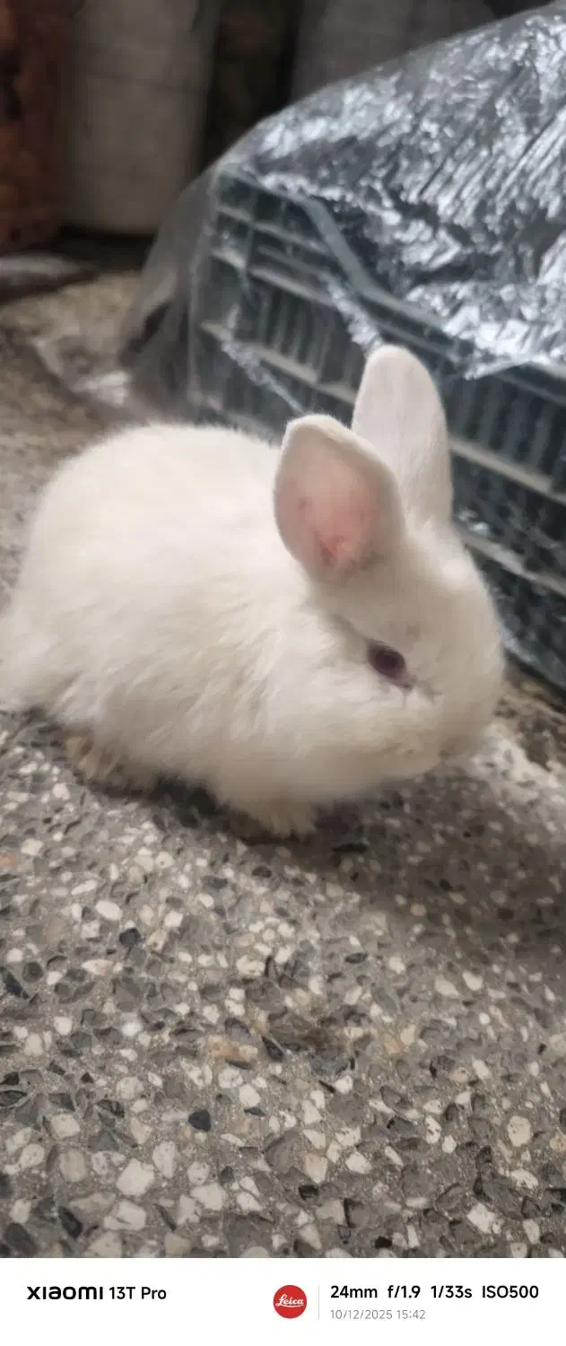 خرگوش|موش و خرگوش|ارومیه, |دیوار