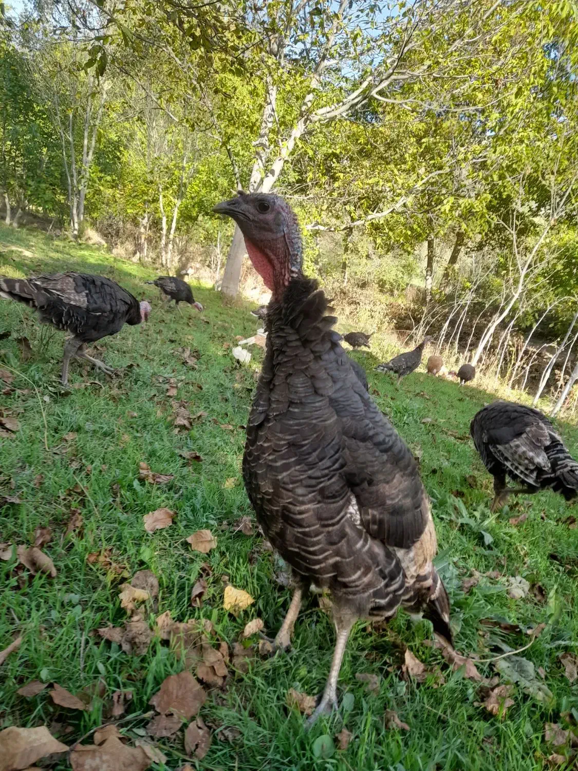 بوقلمون کاملا ارگانیک|حیوانات مزرعه|کلیبر, |دیوار