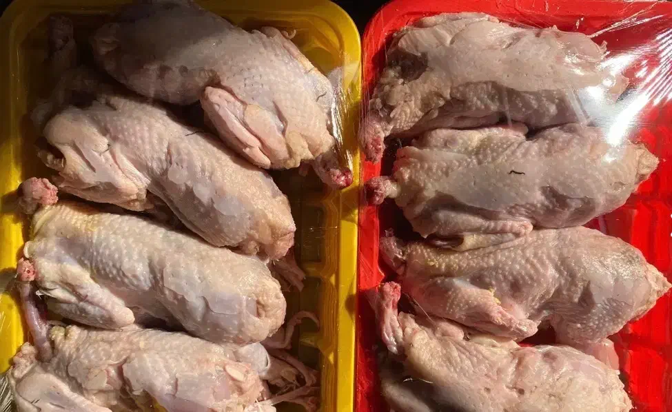 گوشت بلدر چین تازه کشتار روز|خوردنی و آشامیدنی|تربت جام, میان جام|دیوار