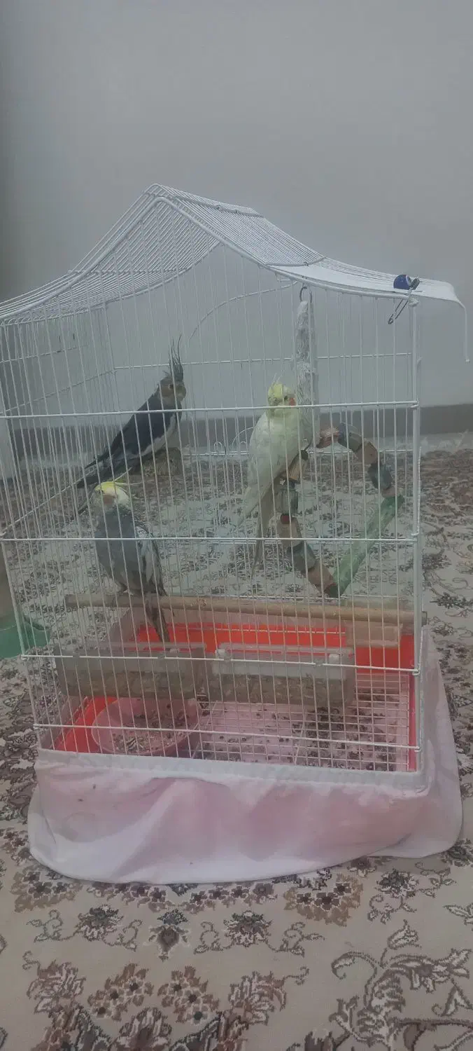 عروس هلندی|پرنده|تهران, والفجر (افسریه)|دیوار