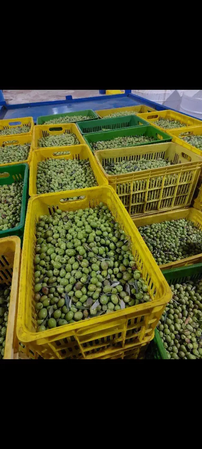 زیتون کنسروی|عمدهفروشی|قم, شهرک خودرو|دیوار