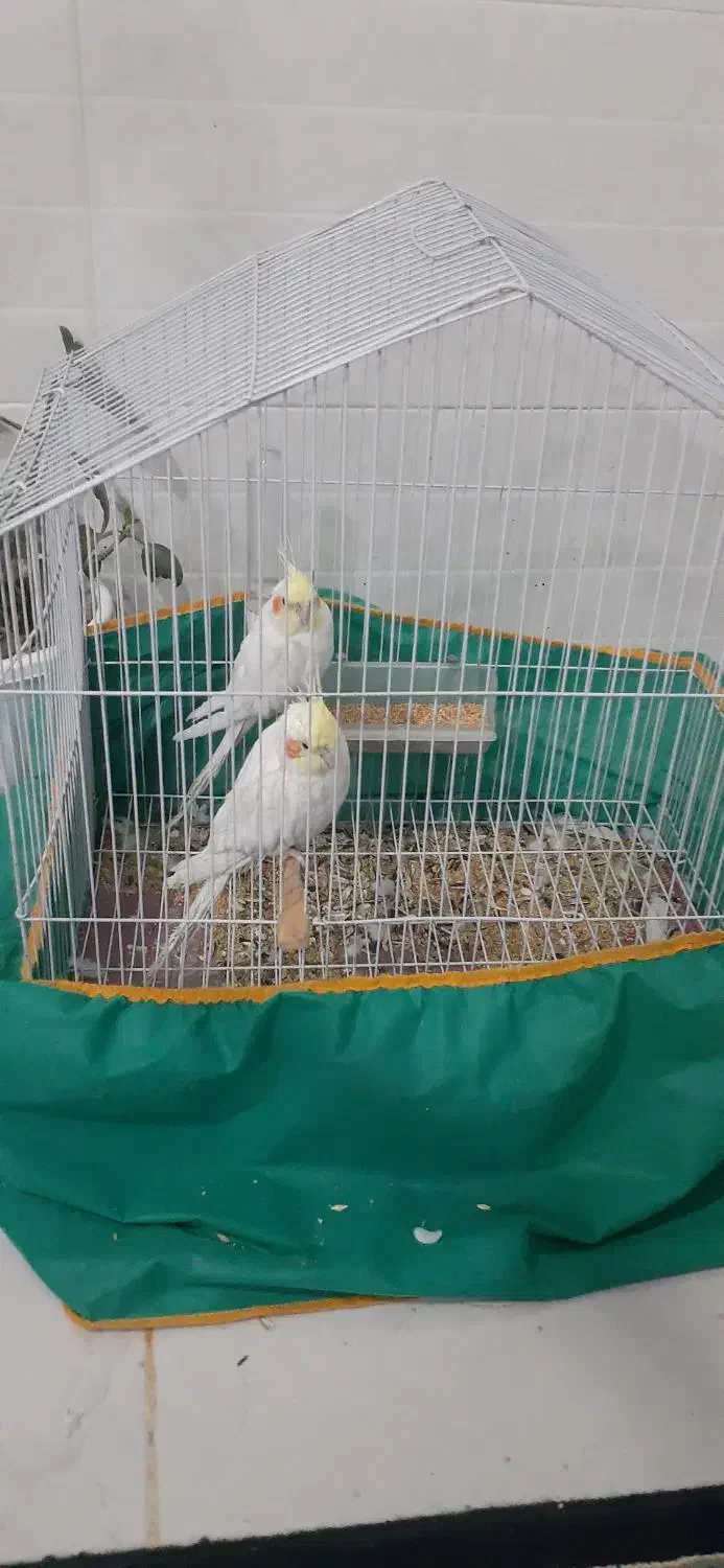 عروس هلندی|پرنده|بافت, |دیوار