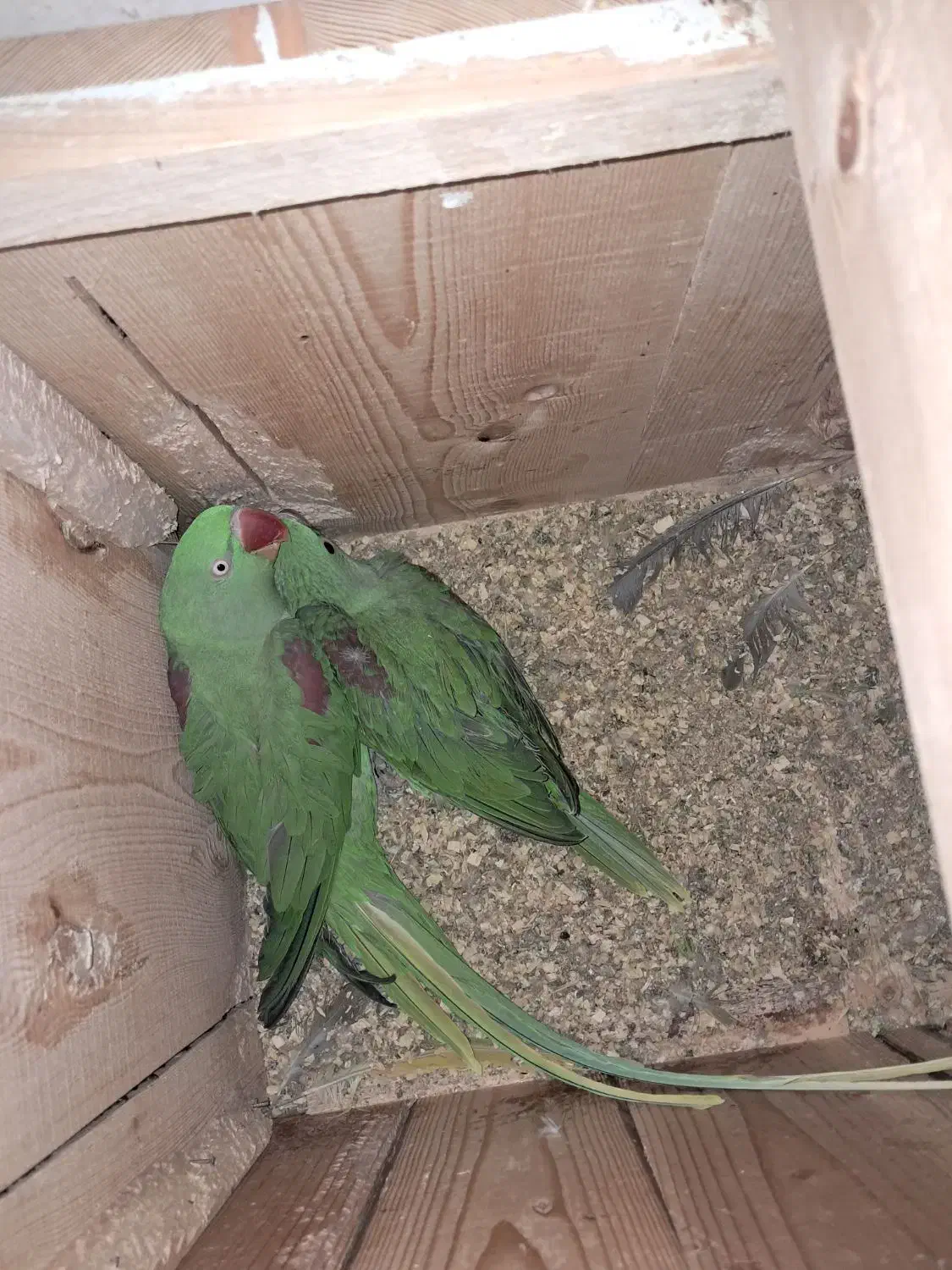 شاهطوطی.گرینچیک.کبوتر.کفتر|پرنده|همدان, |دیوار