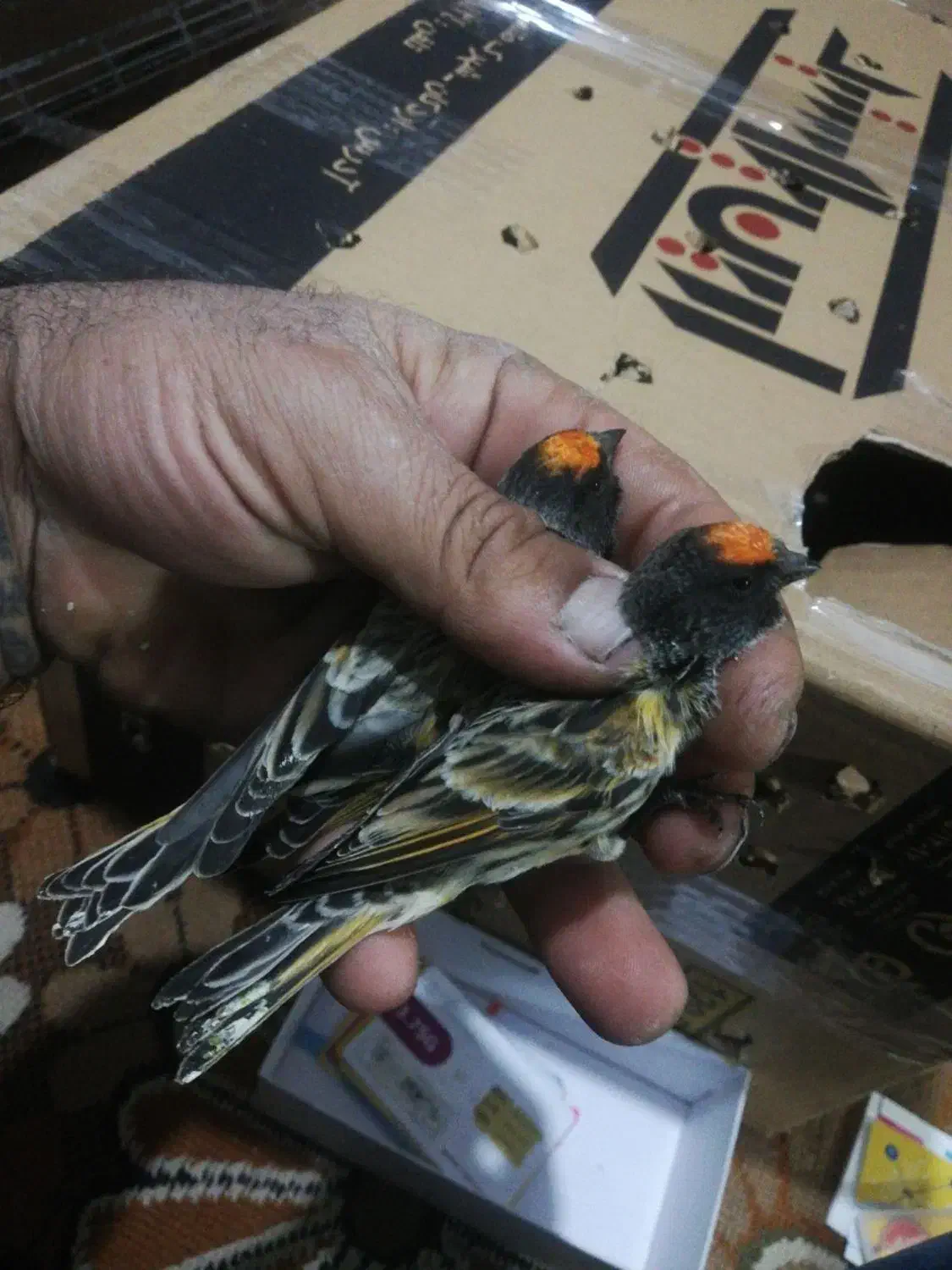 سهره نر کهنه درجه یک|پرنده|خمینی‌شهر, |دیوار