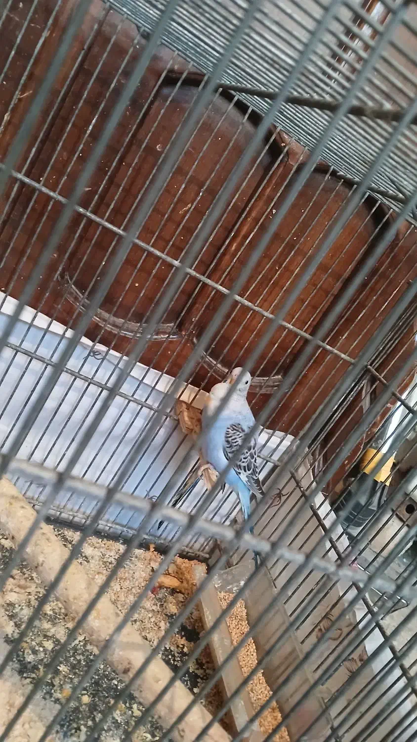 3 تا مرغ عشق آبی|پرنده|باقرشهر, |دیوار