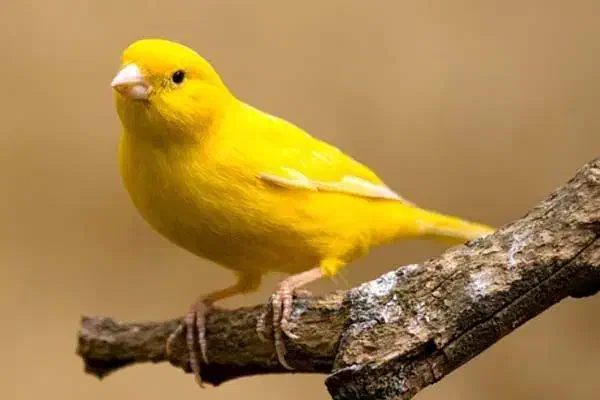 خرید و فروش قناری|پرنده|همدان, |دیوار