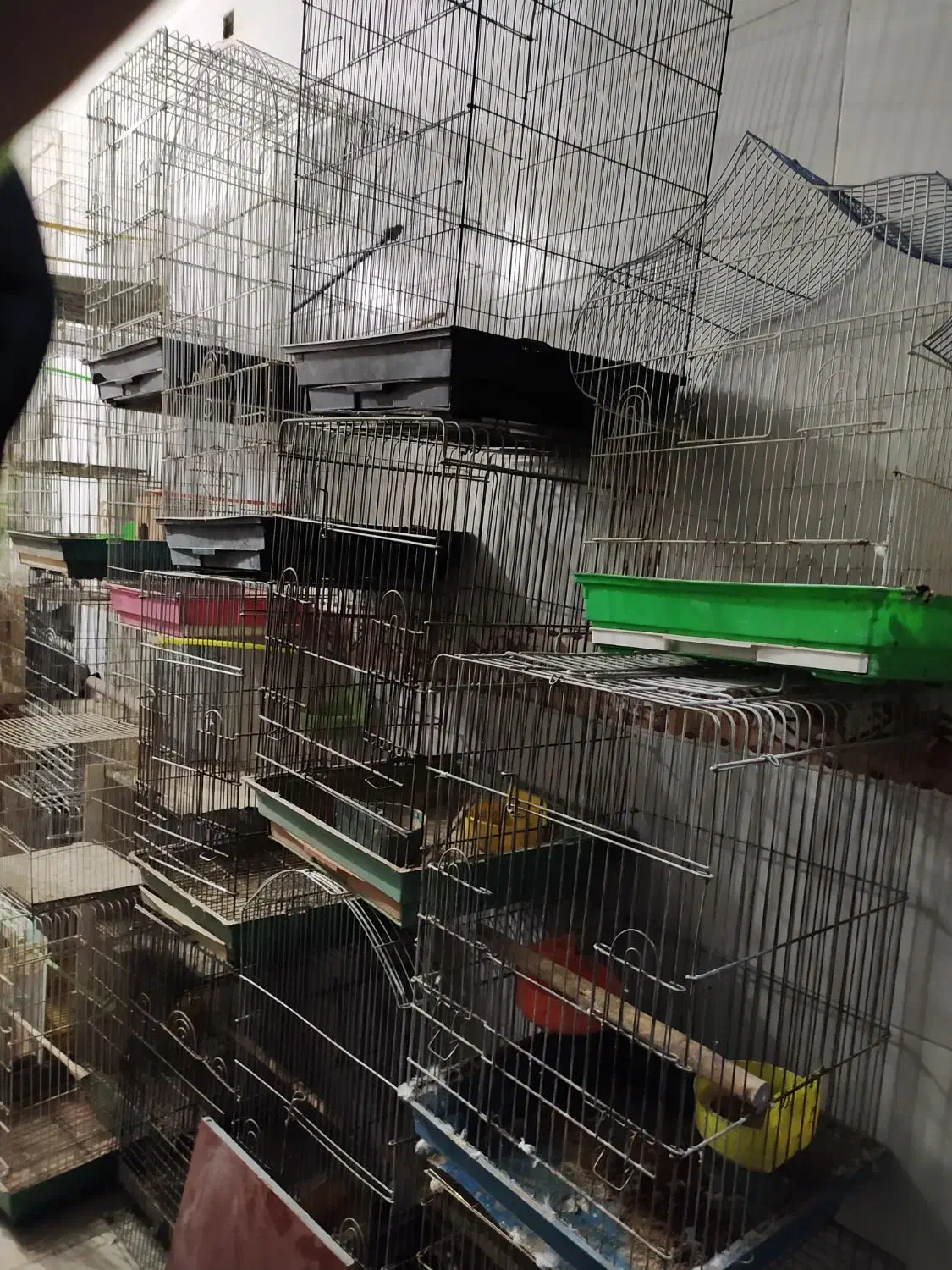 قفس پرنده انواع مدل کاسکوی .وساده|لوازم جانبی حیوانات|مشهد, خواجه ربیع|دیوار