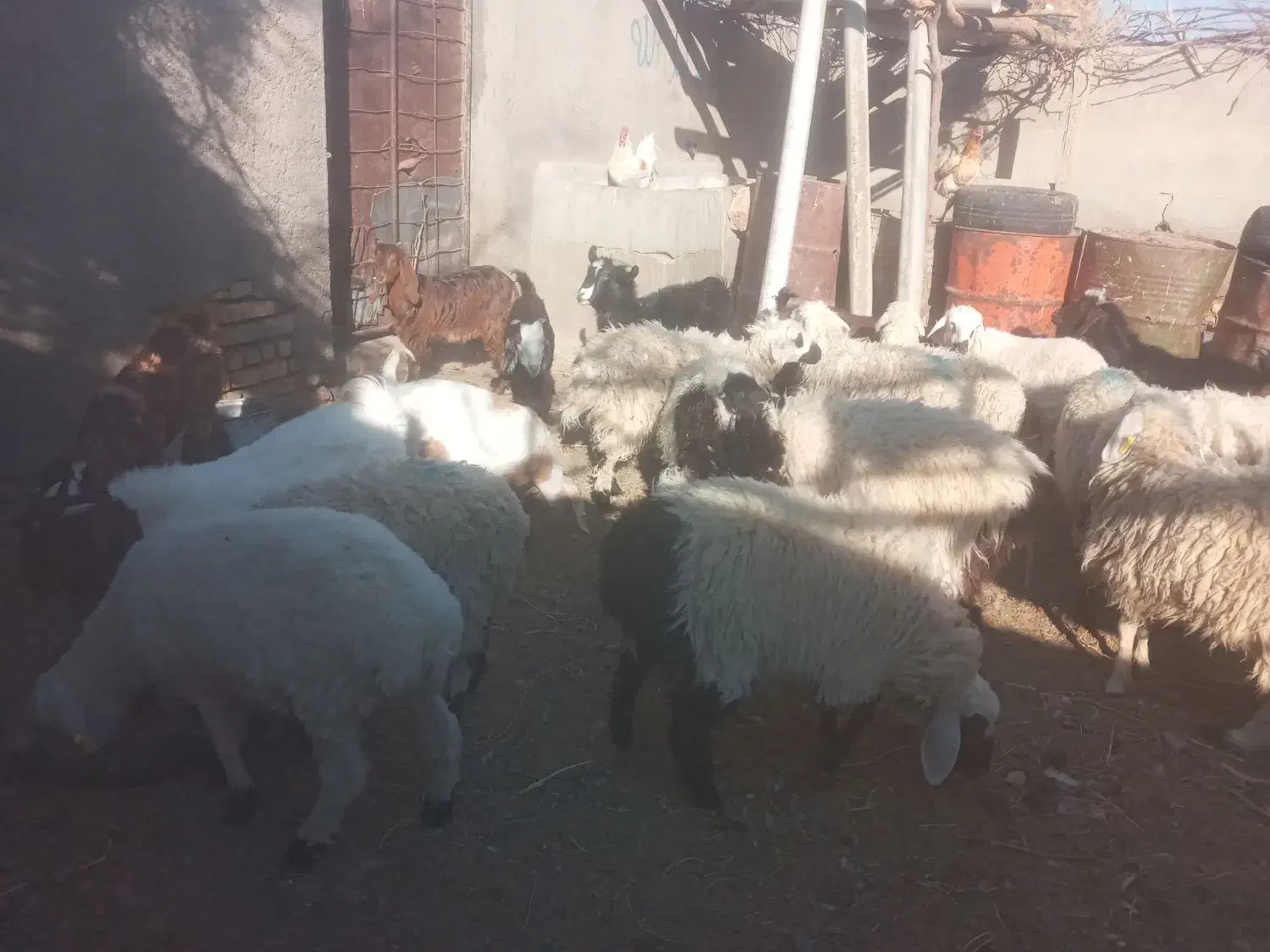 گوسفند فروشی|حیوانات مزرعه|خوسف, |دیوار