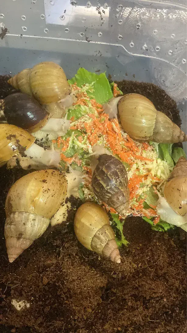 حلزون آچاتینا پیش مولد|خزنده|تهران, یوسف‌آباد|دیوار