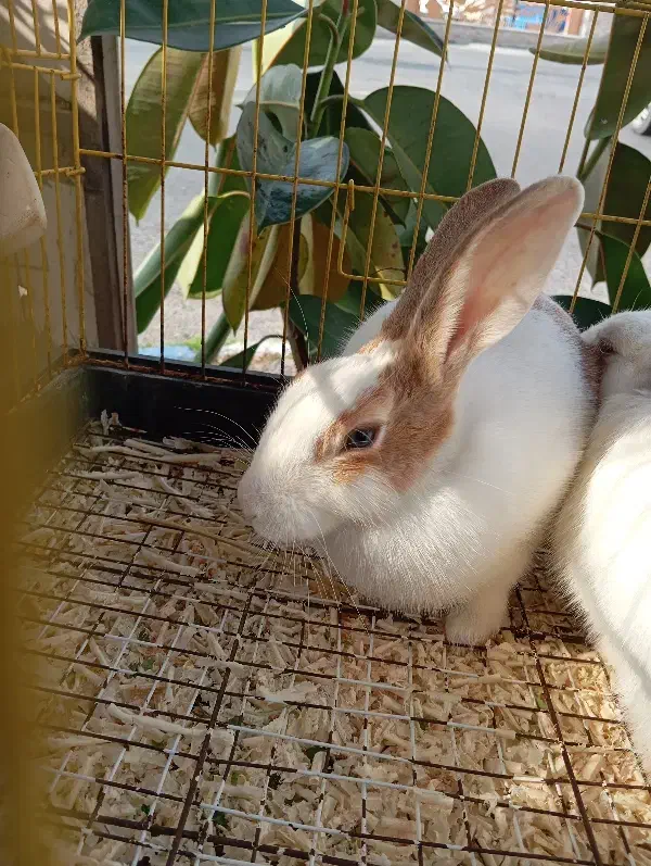 انواع خرگوش|موش و خرگوش|محمودآباد, |دیوار