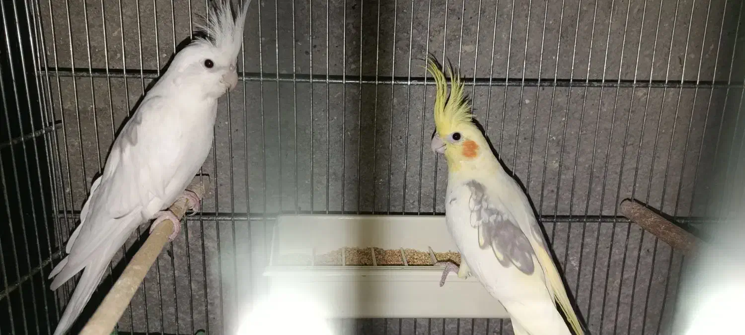 عروس هلندی|پرنده|شیروان (خراسان), |دیوار