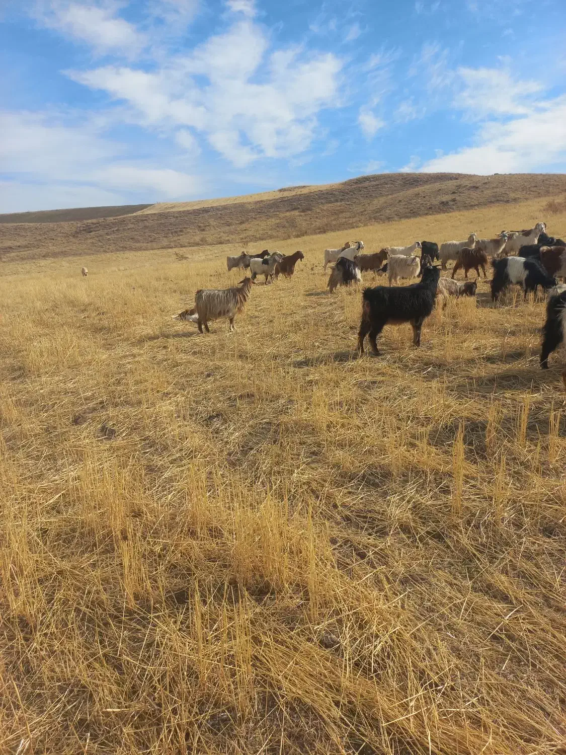 ۱۰عدد بزجوان مال ی حیاط|حیوانات مزرعه|اهر, |دیوار