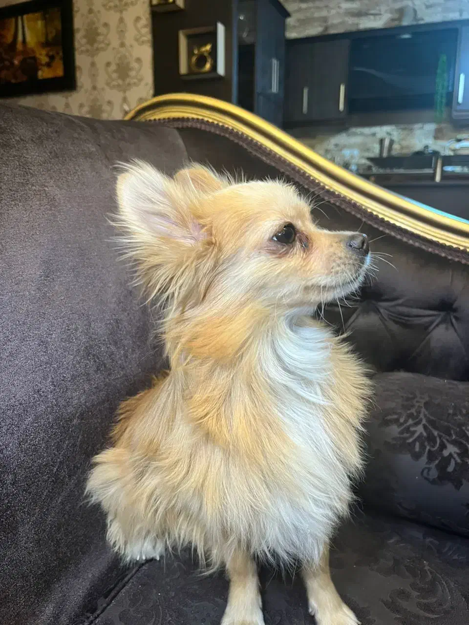 فروش سگ پامر|سگ|دوگنبدان, |دیوار