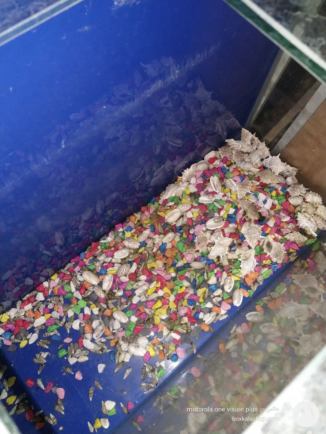 آکواریوم لبه خم  بسیار زیبا|ماهی|تهران, استاد معین|دیوار