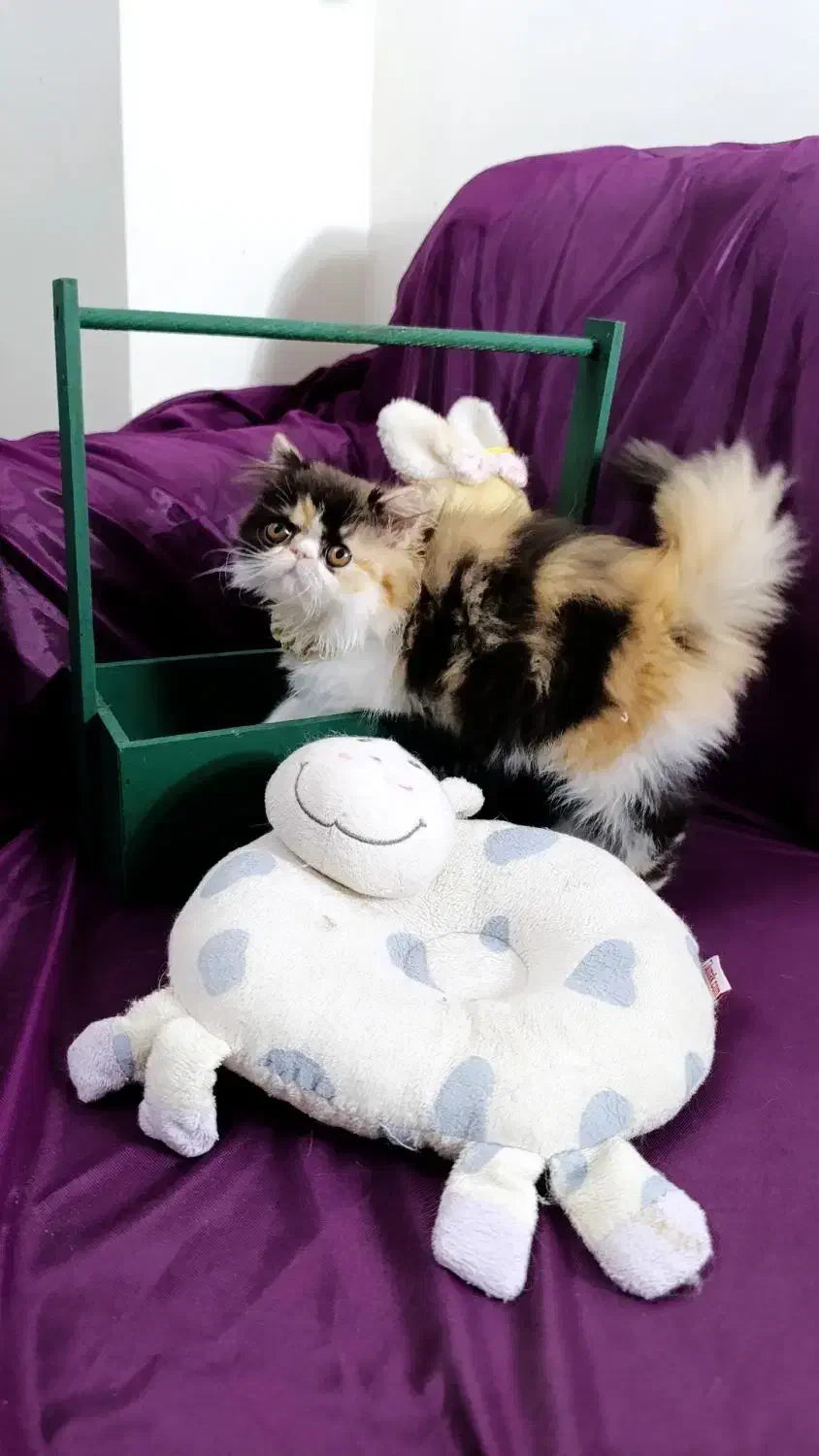 گربه|گربه|تهران, دستغیب|دیوار