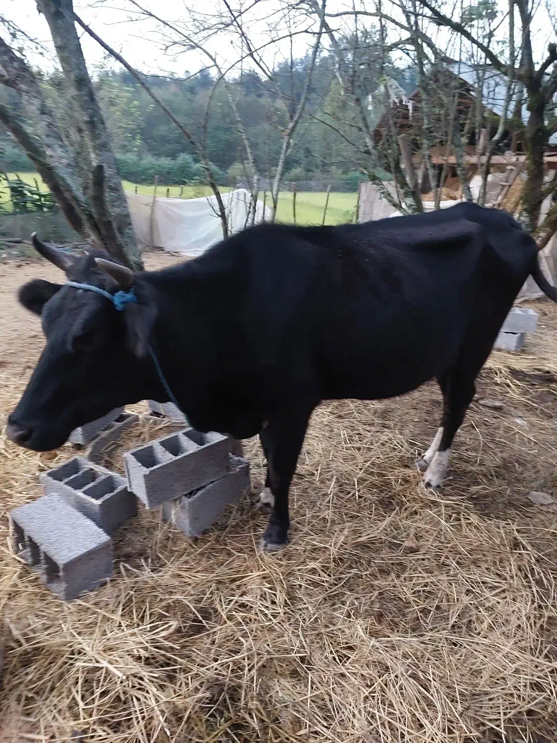 گاو دو رگ هلشتان ۴ ساله|حیوانات مزرعه|سنگر, |دیوار