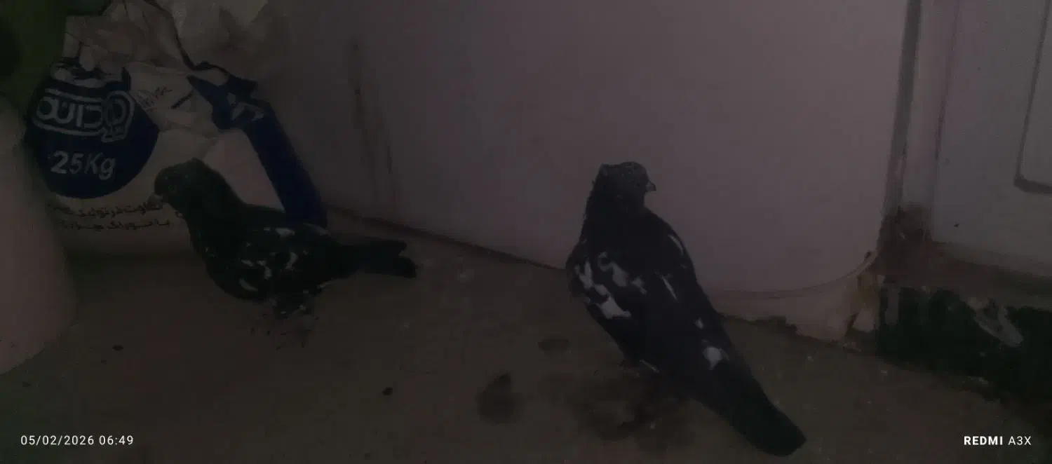 کفتر|پرنده|فولادشهر, C1|دیوار