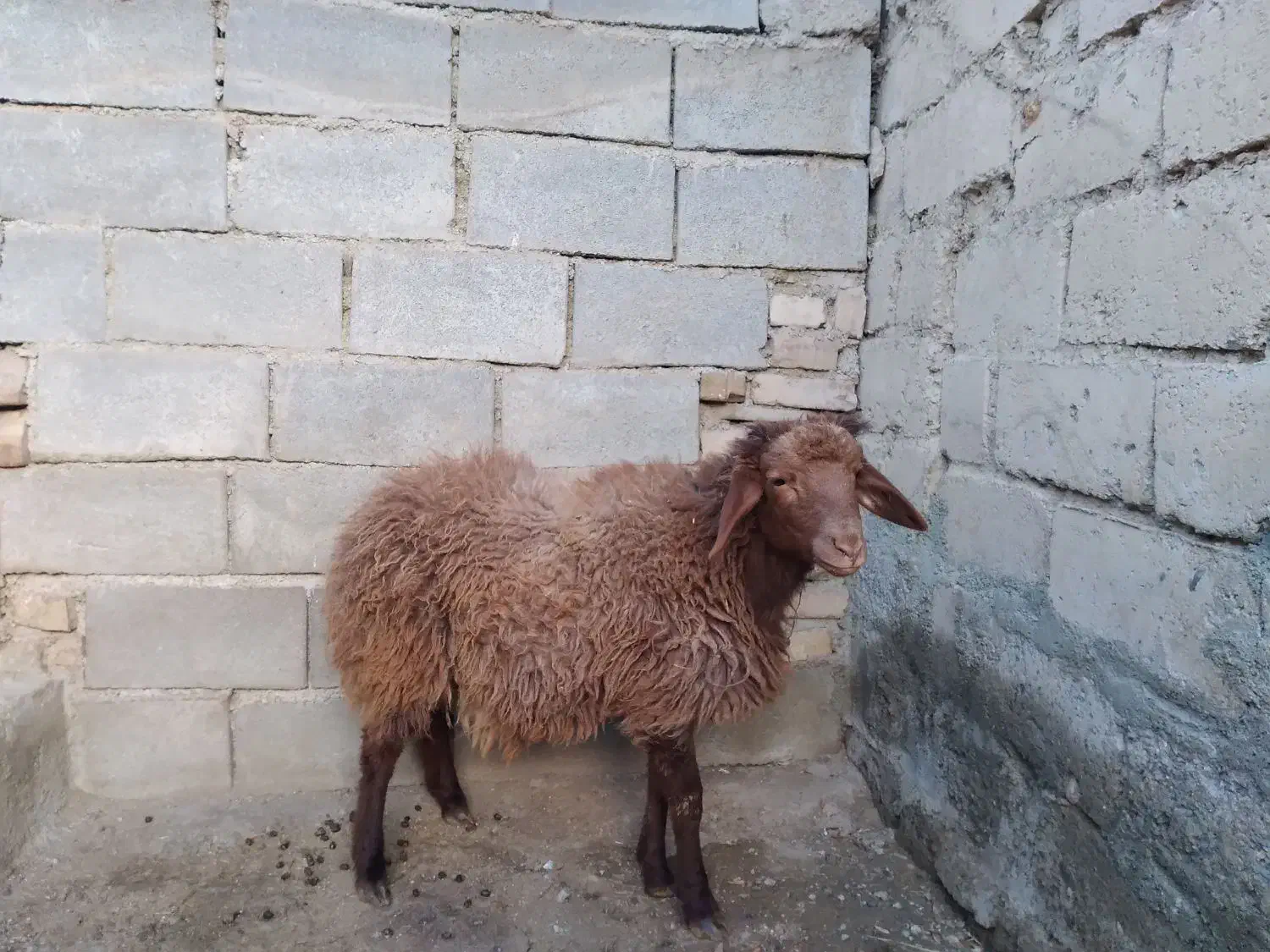 قوچ نر|حیوانات مزرعه|جوکار, |دیوار