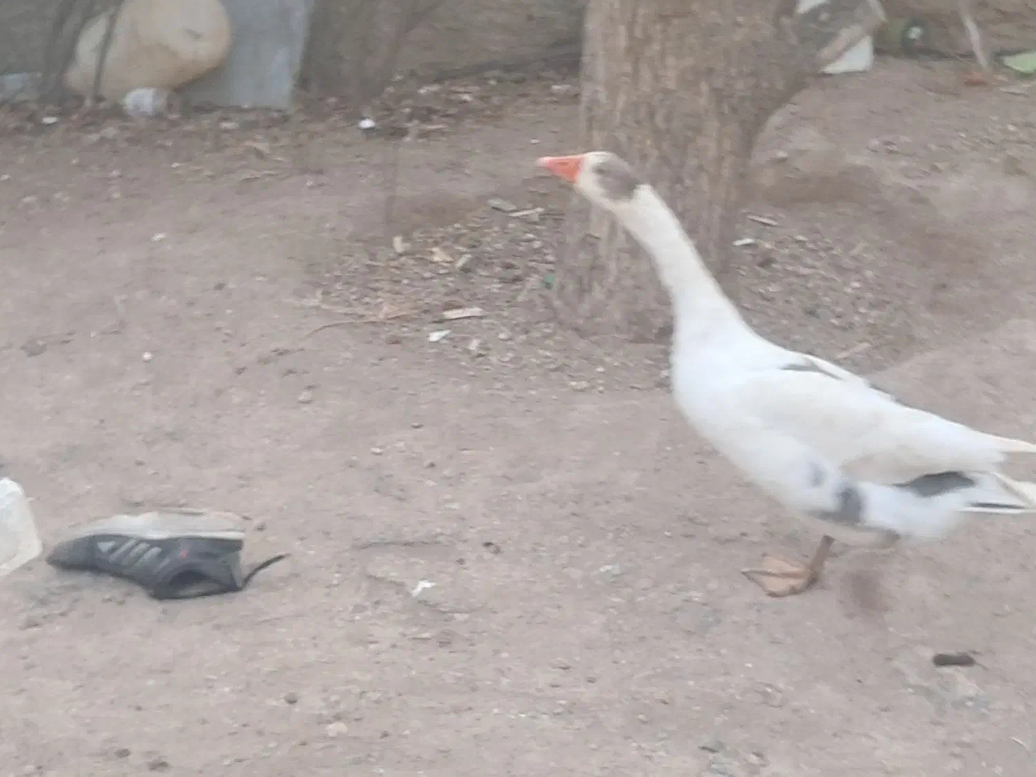 غاز محلی|حیوانات مزرعه|اردبیل, |دیوار