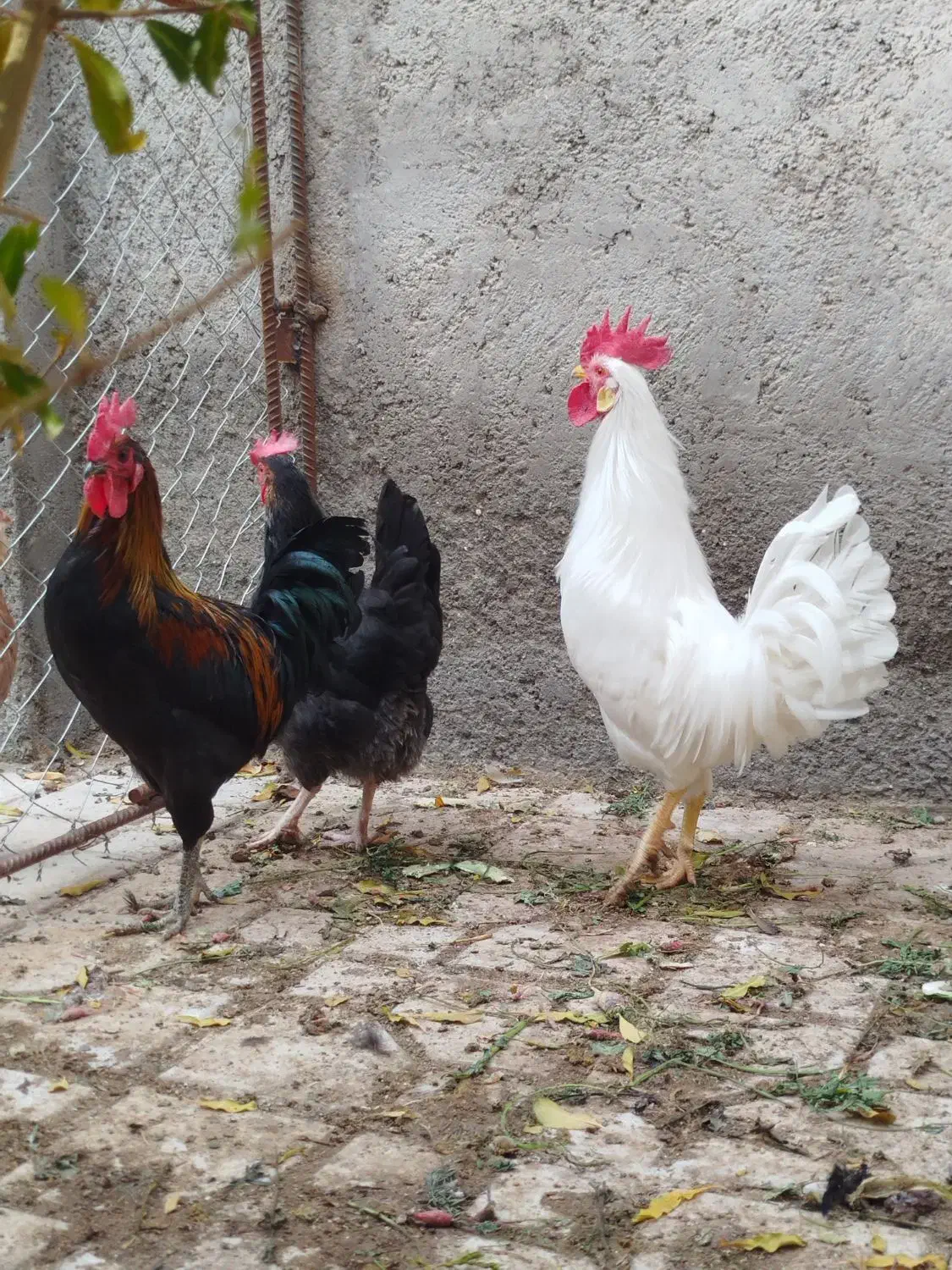 مرغوخروس|حیوانات مزرعه|کهک, |دیوار