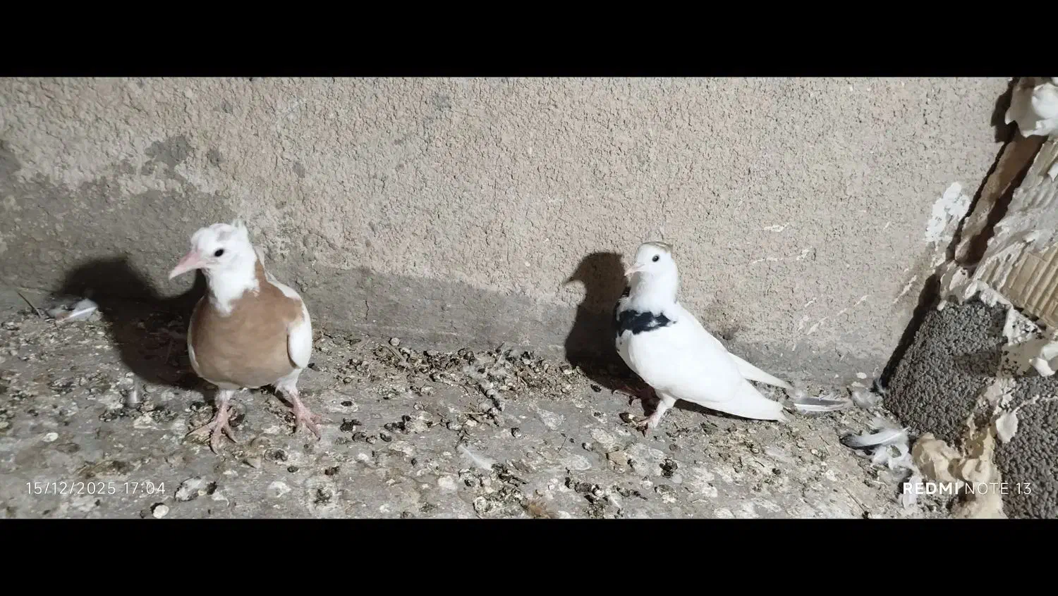 جفت طوقی کاکل معاوظه|پرنده|سراوان, |دیوار