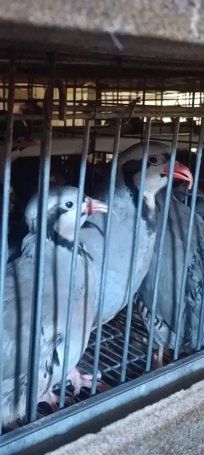 مرغ تخمگذار|حیوانات مزرعه|قزوین, |دیوار