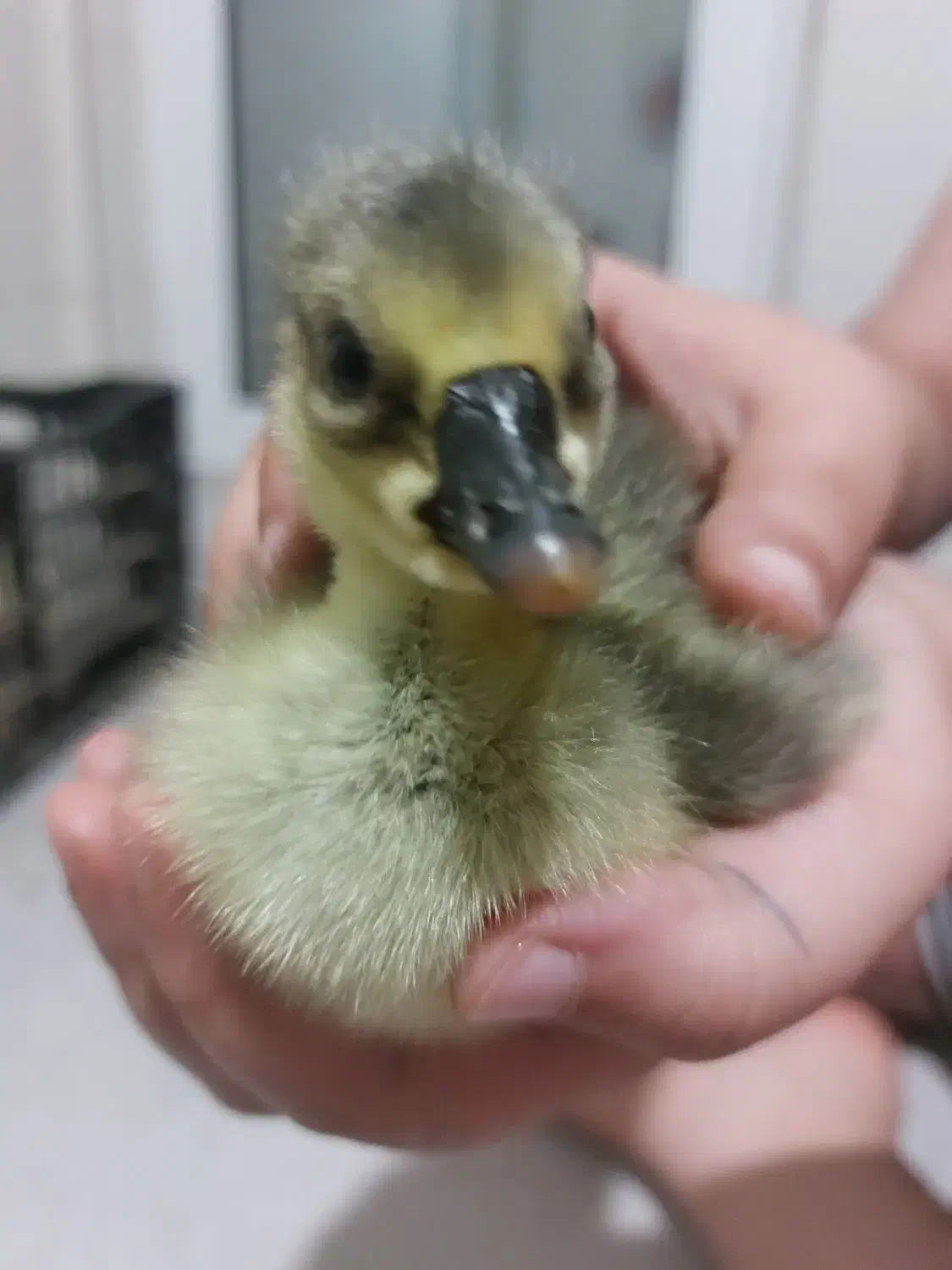 جوجه غازآفریقایی غبغب دار|حیوانات مزرعه|ساری, |دیوار