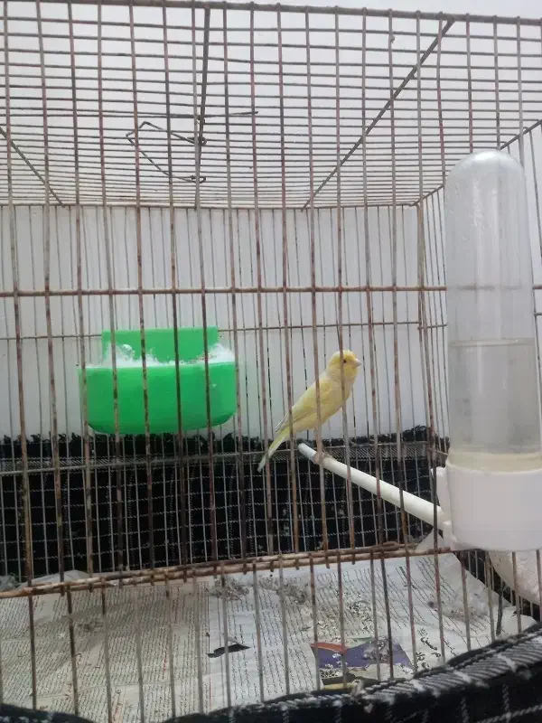 قناری|پرنده|مشهد, ثامن|دیوار