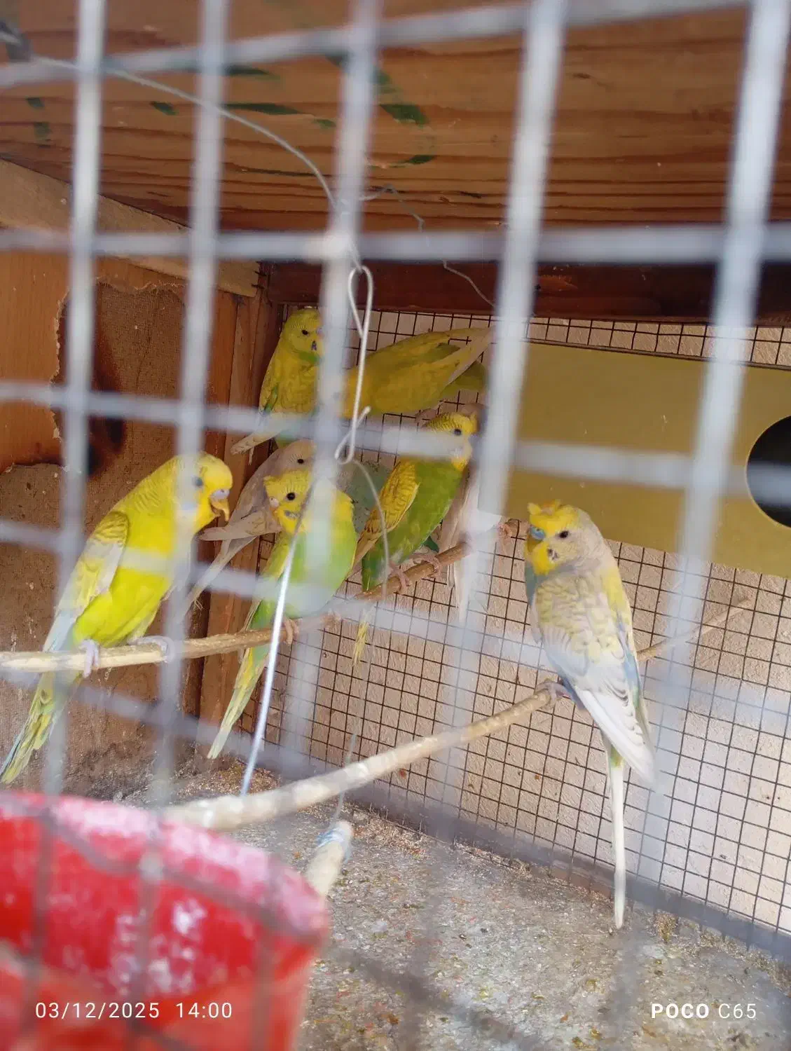 مرغ عشق کاکلی|پرنده|زرقان, |دیوار