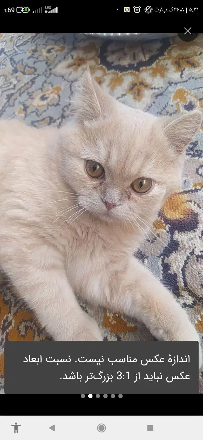 گربه گمشده|حیوانات|جوین, |دیوار