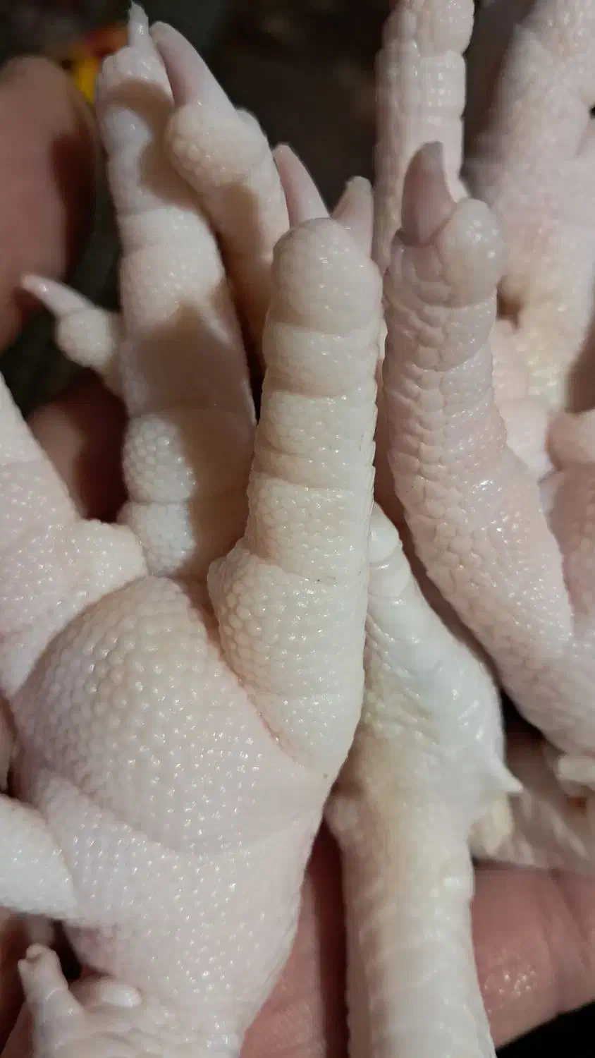 ضایعات پای مرغ|لوازم جانبی حیوانات|شلمان, |دیوار