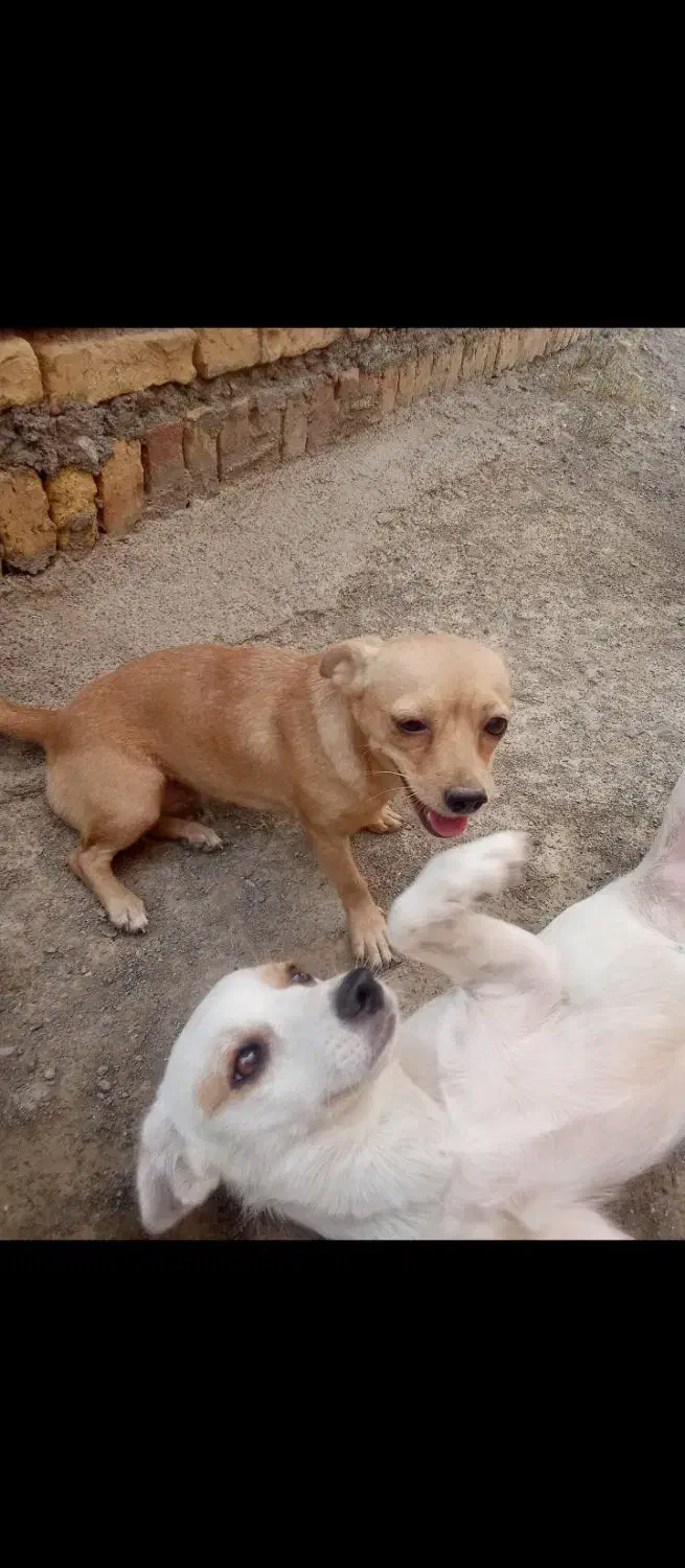 سگ پاکوتاه خوشگل و بازیگوش|سگ|بلوک, |دیوار