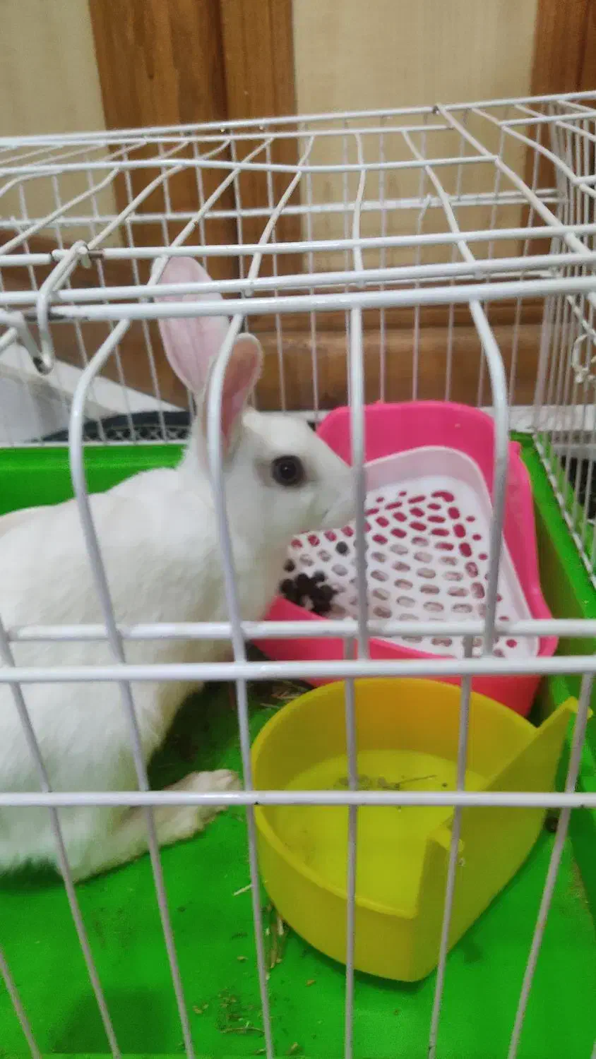 واگذاری خرگوش با قفس|موش و خرگوش|ارومیه, |دیوار