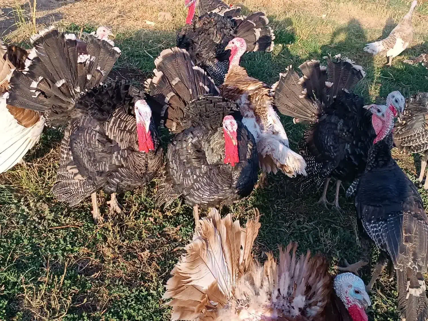 فروش فوری بوقلمون ارگانیک وزن بالا|حیوانات مزرعه|بروجرد, |دیوار