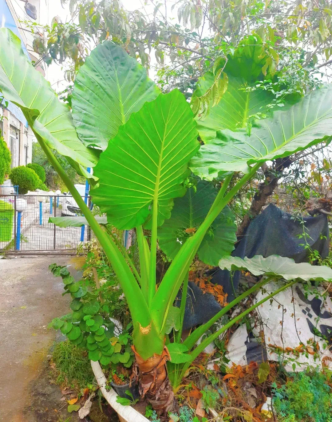 فروش پالم و بابا آدم|گل و گیاه طبیعی|رامسر, |دیوار