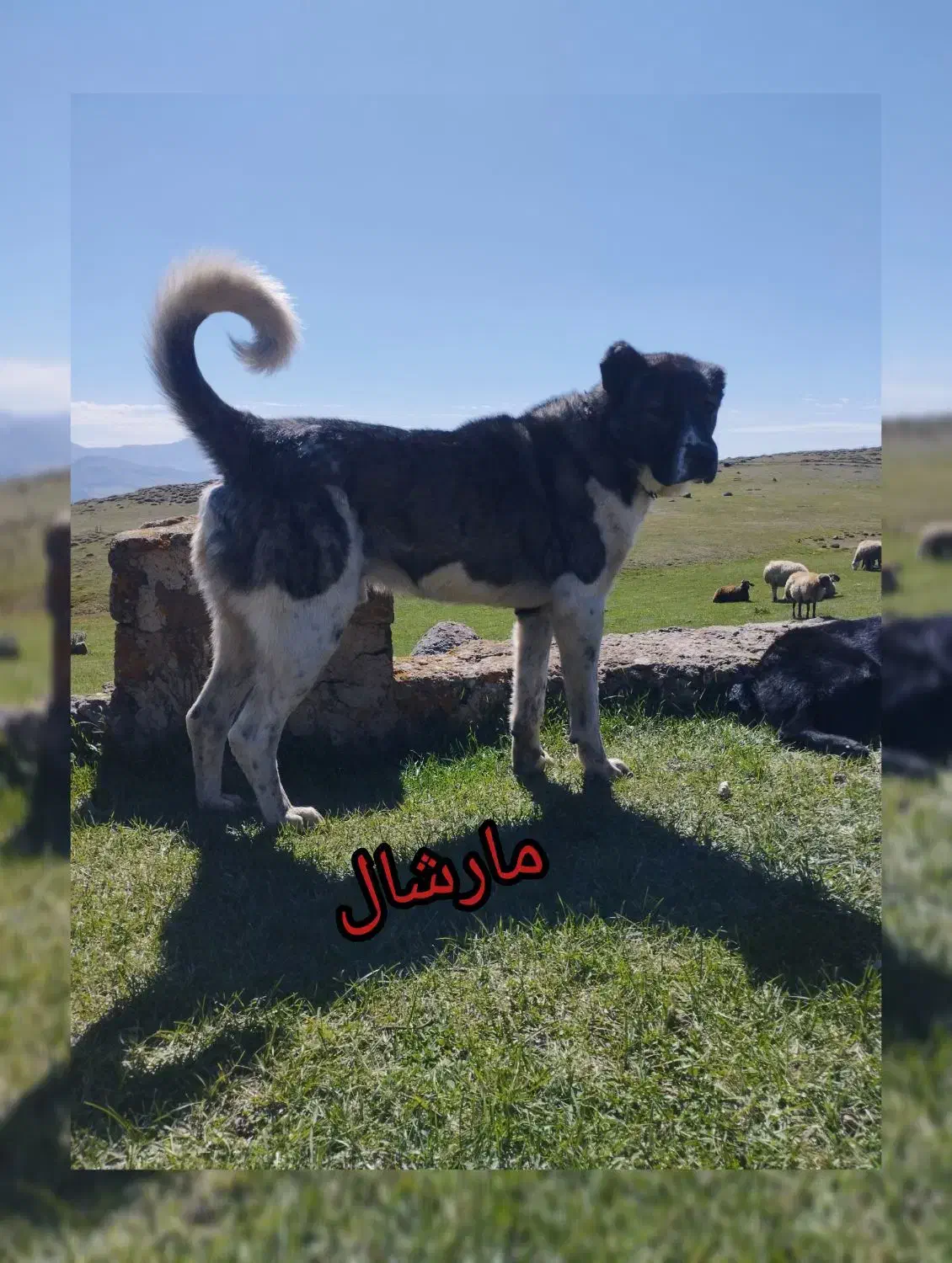 سگ سرابی|سگ|اردبیل, |دیوار
