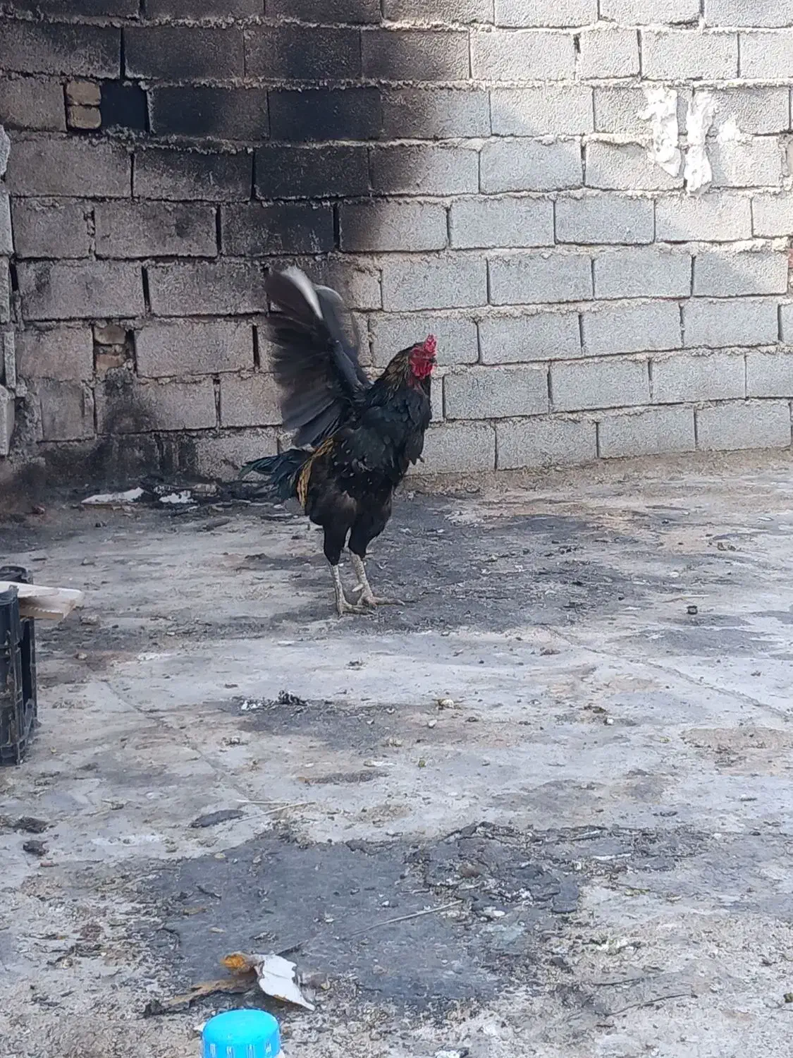 مرغ و خروس لاری و گپن ریشو و گلی اصل|حیوانات مزرعه|ایلام, |دیوار