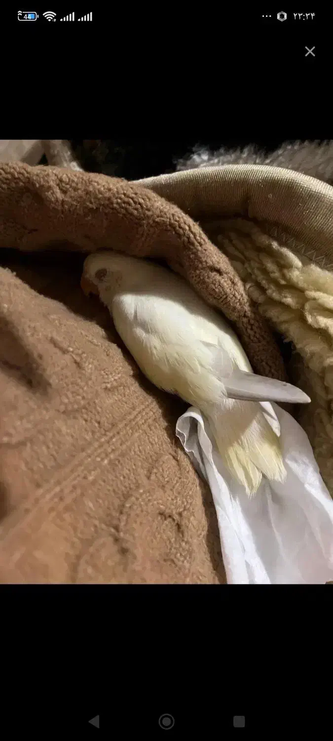 گمشده|حیوانات|قم, باجک سه|دیوار