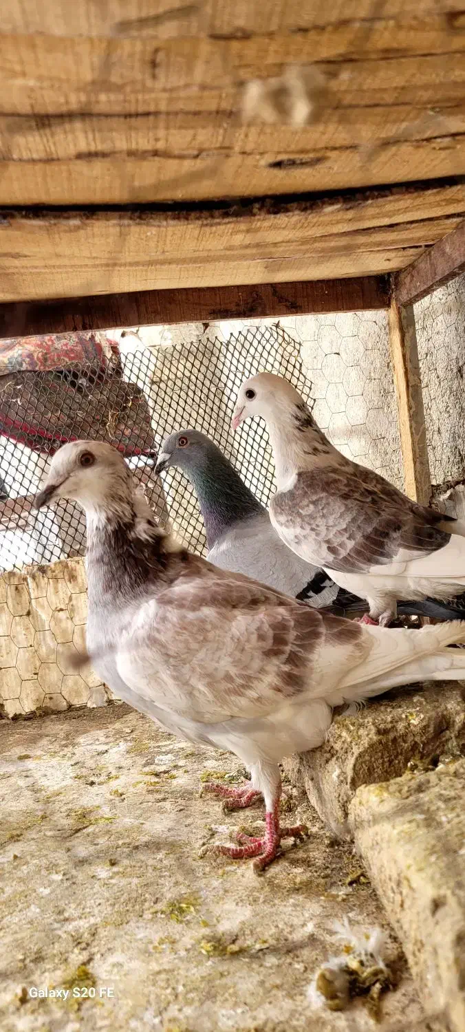 کبوتر آلمانی  رنگه|پرنده|مشهد, دوست آباد|دیوار