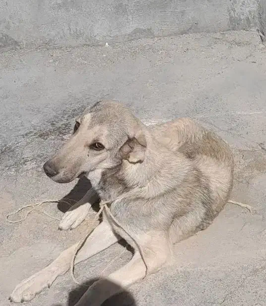 سگ سرابی|سگ|قروه, |دیوار