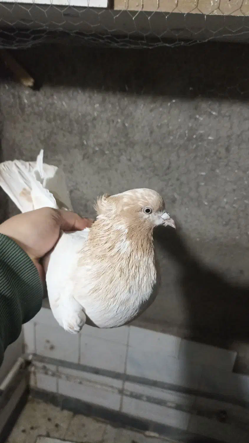 کبوتر|پرنده|اردبیل, |دیوار