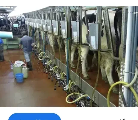 استخدام کارگر شیردوشی|استخدام صنعتی، فنی، مهندسی|لالجین, |دیوار